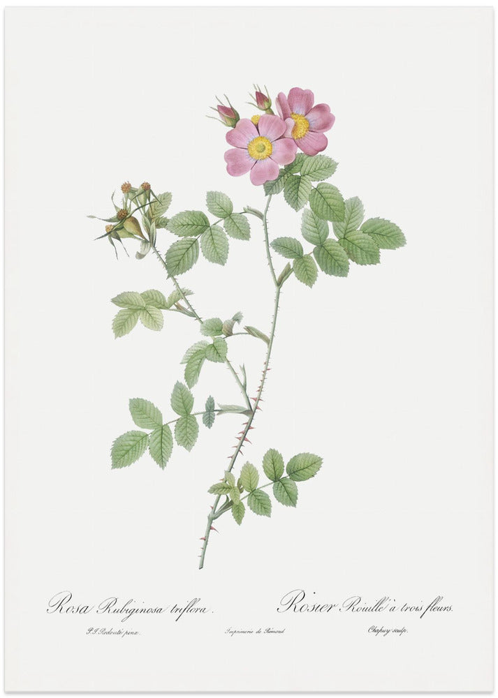 Sweetbriar, Les Roses (1817–1824)