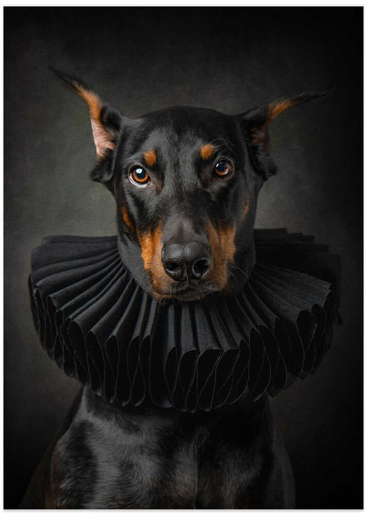 Regal Elegance: Portrait of a Doberman in Renaissance Style