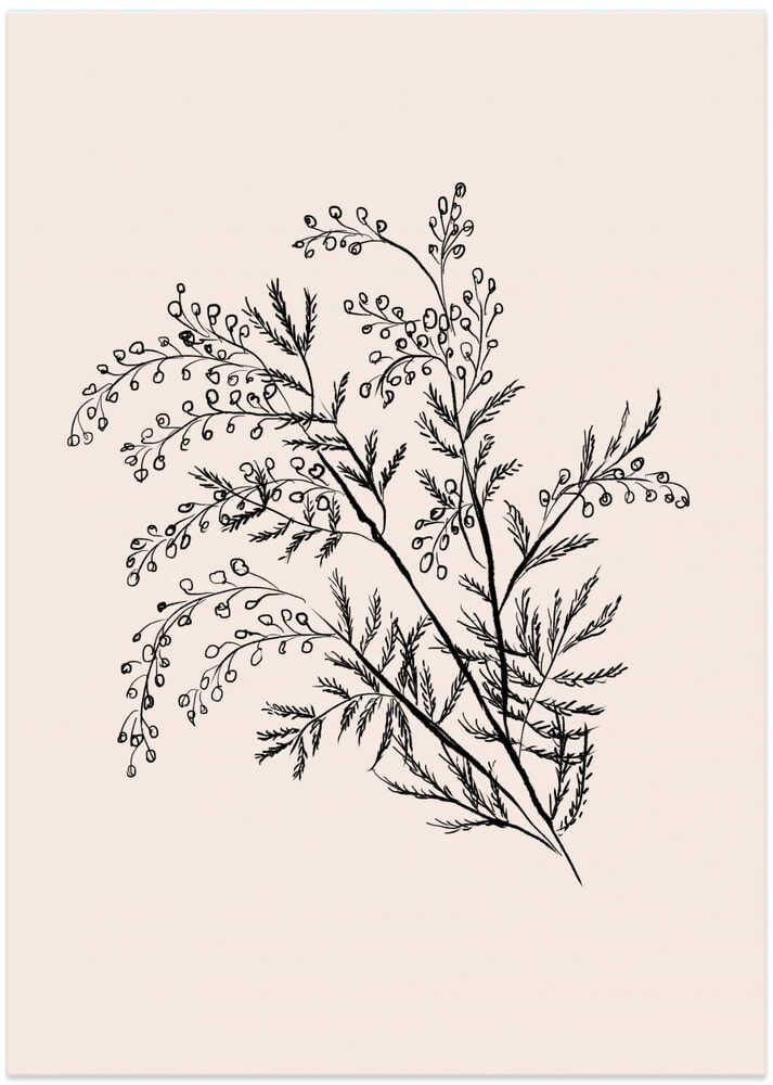 Acacia Botanical Branch