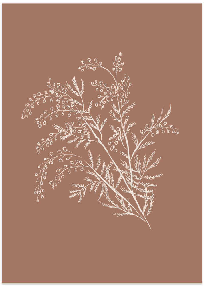 Acacia Botanical Branch