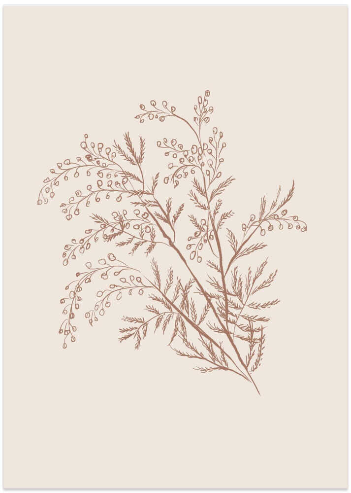 Acacia Botanical Branch