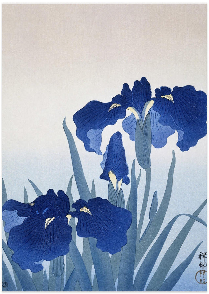 Iris Flowers