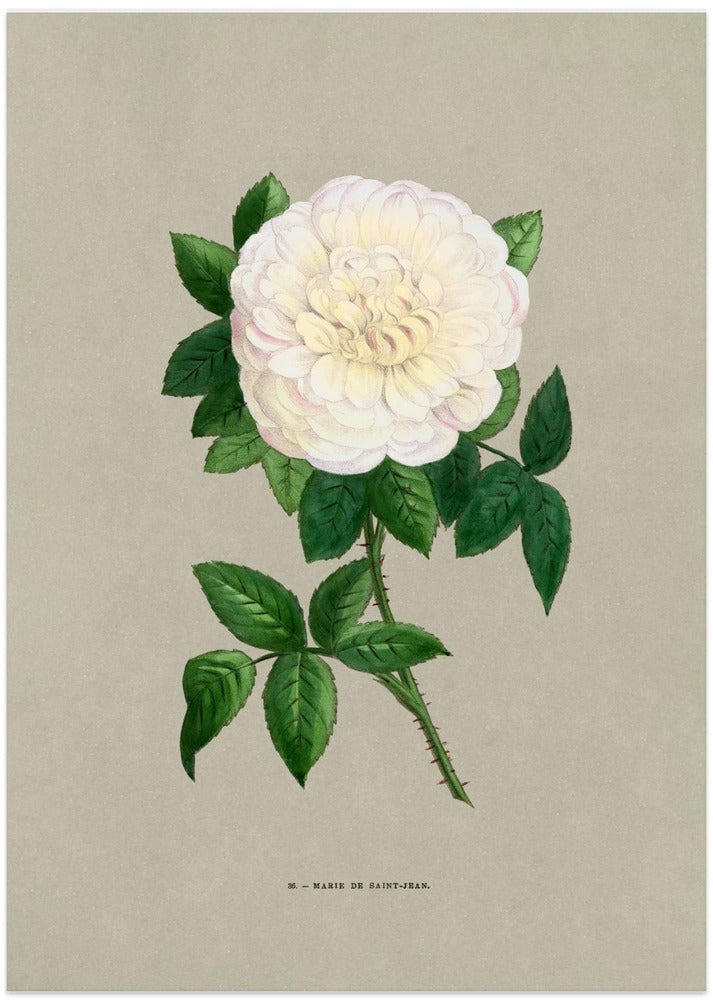 Rose Marie De Saint Jean