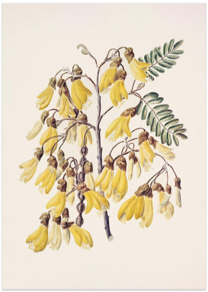 Kowhai Drawn By Sarah Featon (1848–1927)