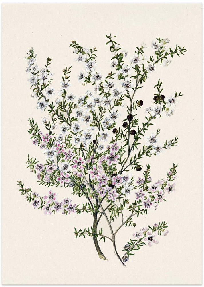 Manuk Drawn By Sarah Featon(1848 1927)