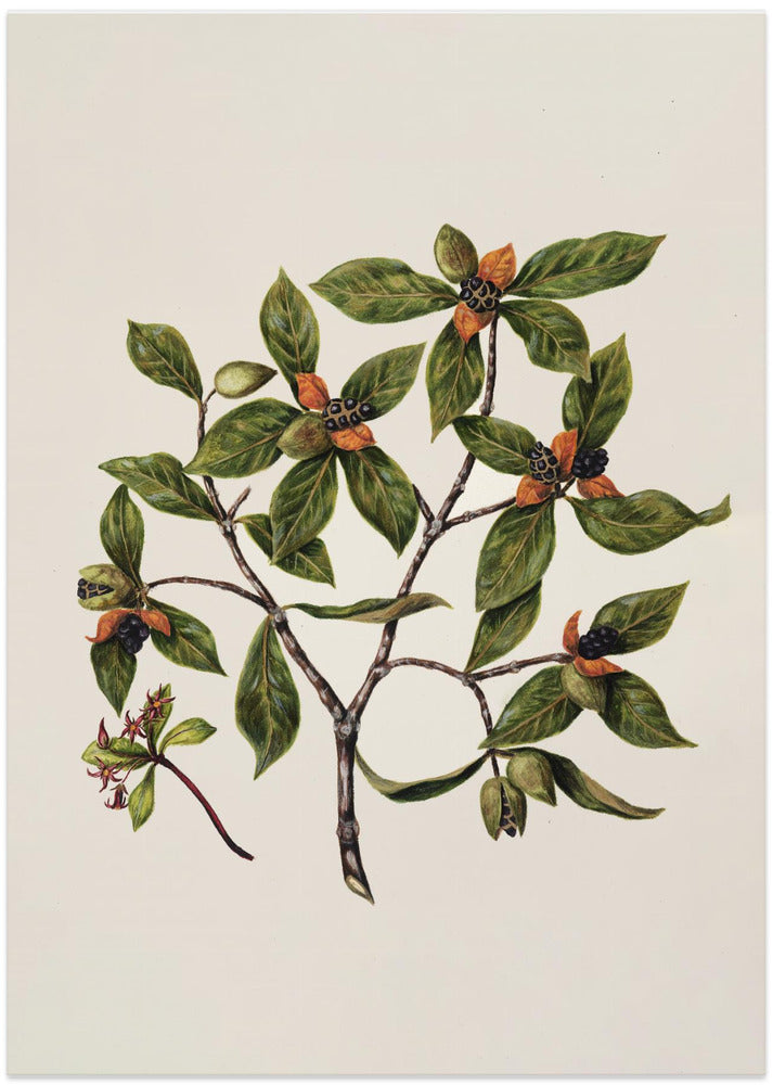 Tawhirikaro Drawn By Sarah Featon (1848–1927)