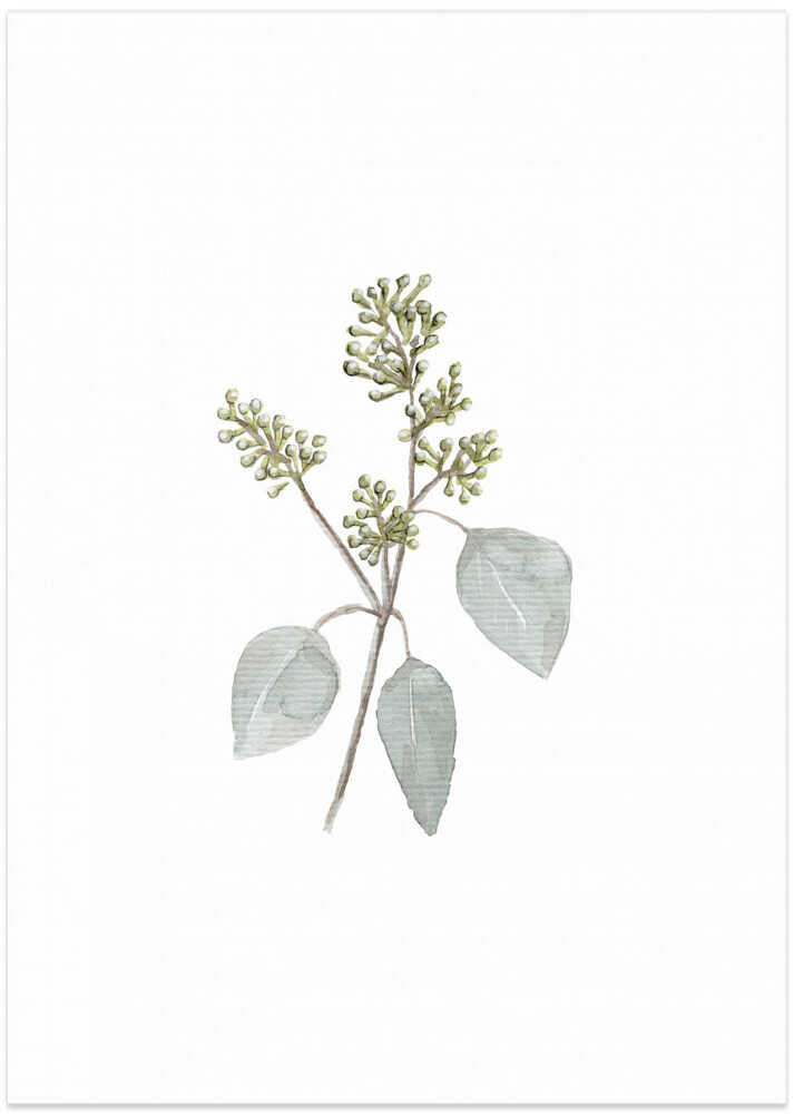 A4 Eucalyptus Branch4