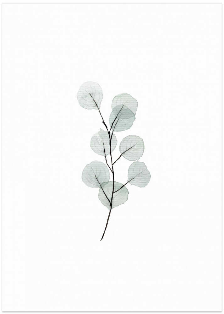 A4 Eucalyptus Branch2