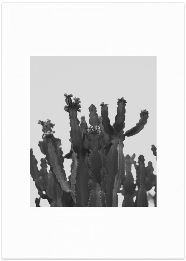 Cactus Silhouette