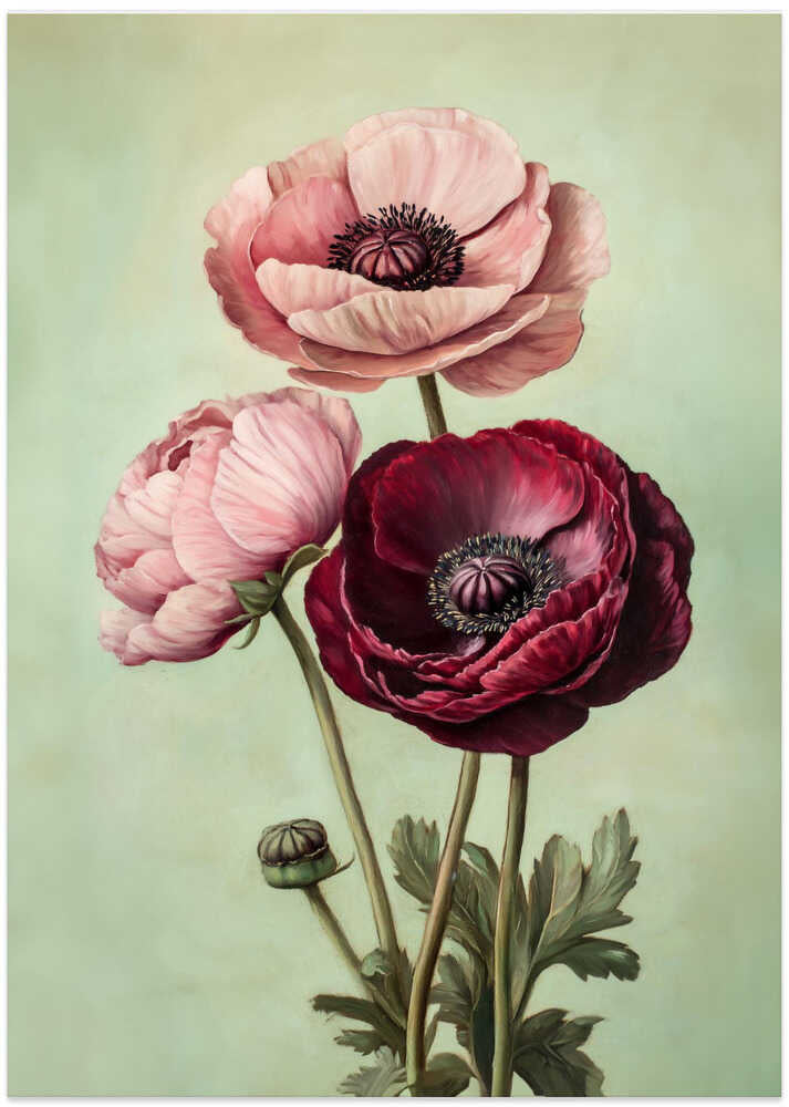 Pink and Red Peonies