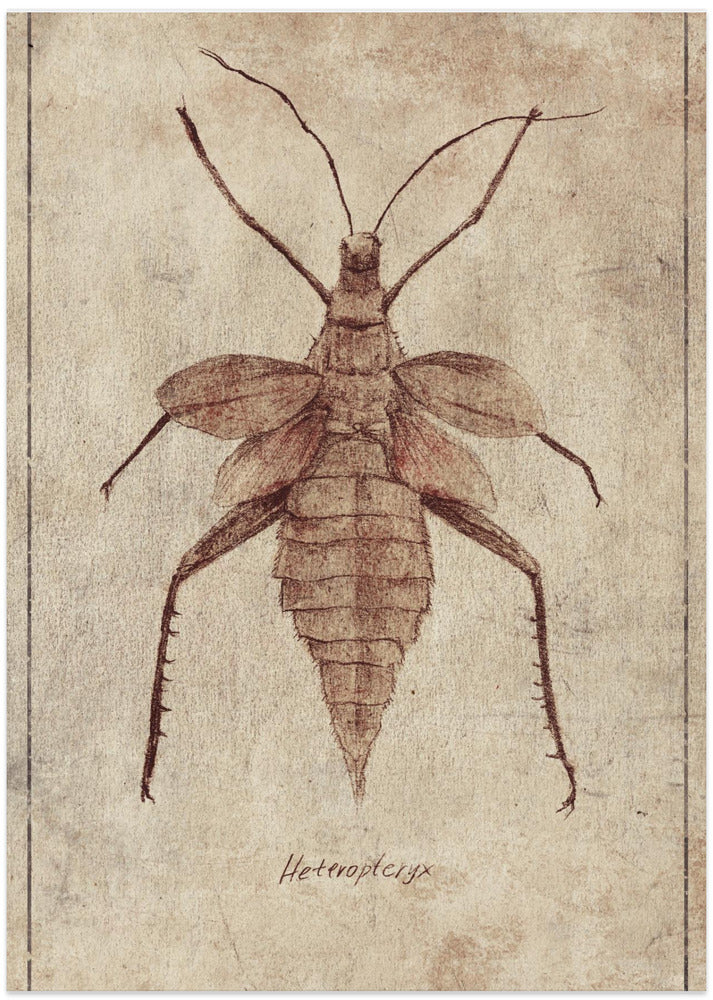 Vintage Insect Illustration