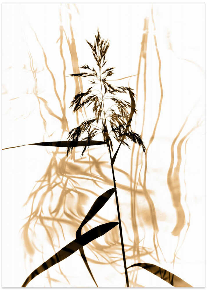 Silouette of Solitude