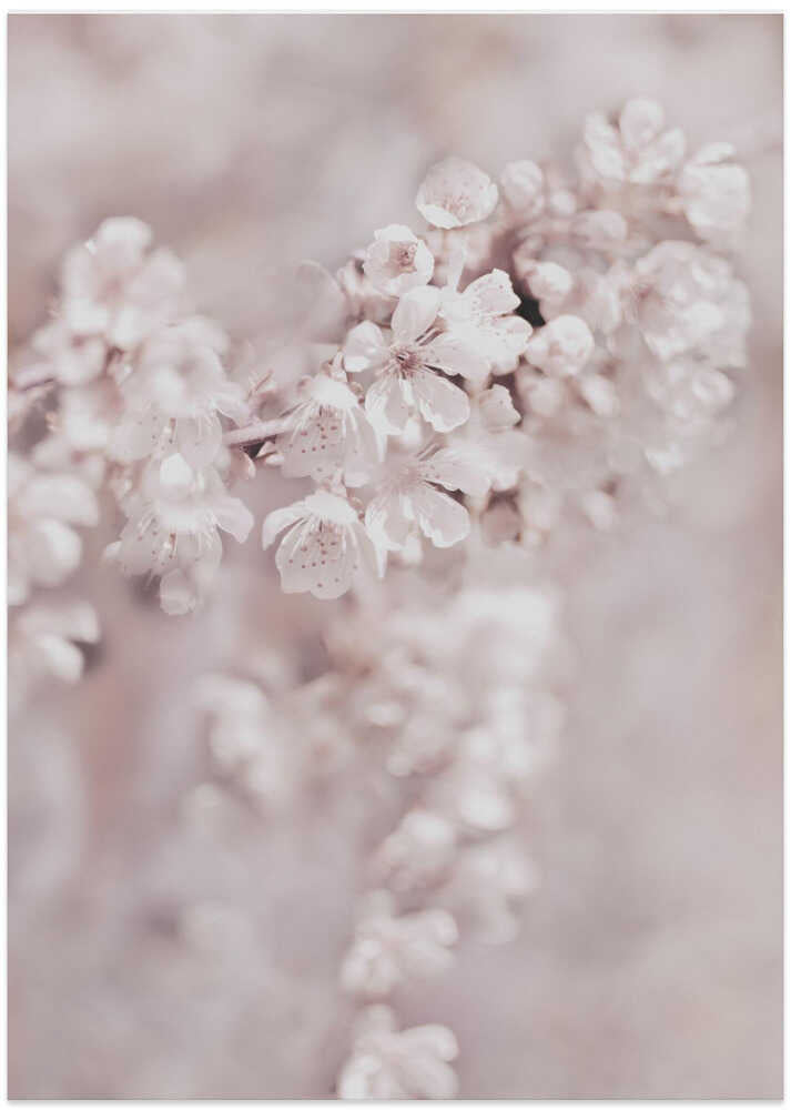 Delicate Cherry Flowers in Soft Focus