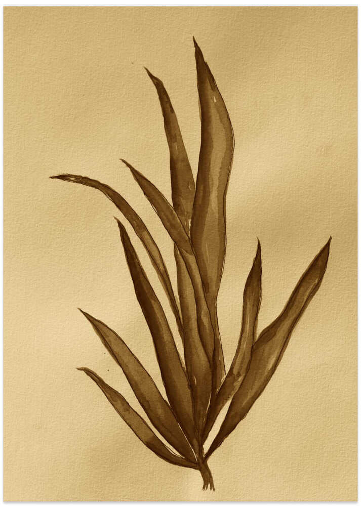 Botanical Illustration