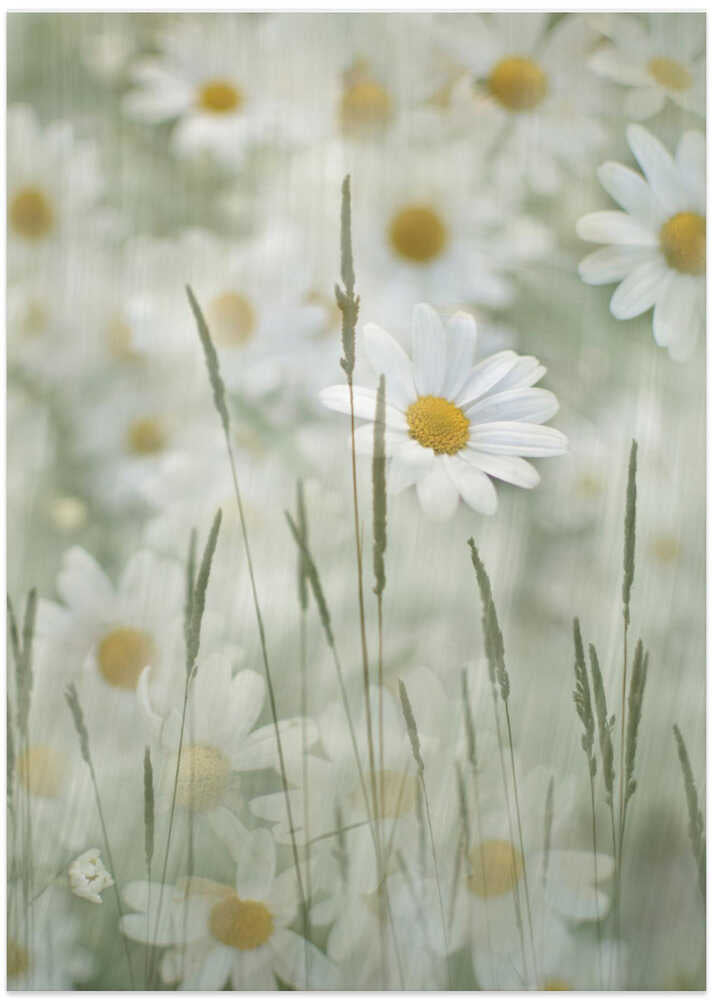 Delicate White Daisies