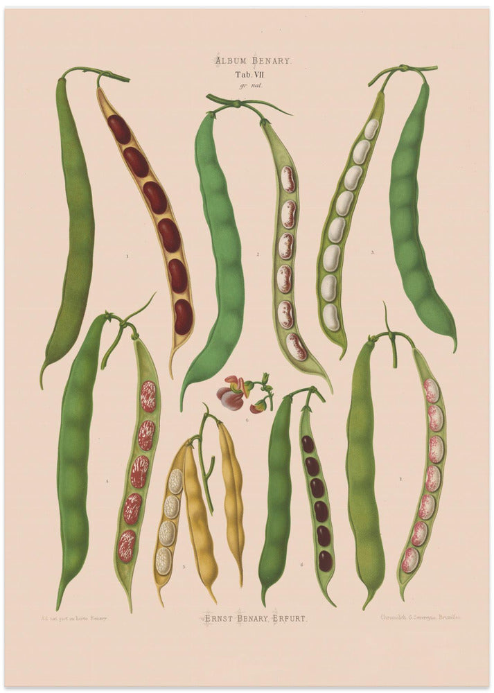 Beans – Dwarf French, Kidney, or Snap From Album Benary (1876 1886) By Ernst Benary