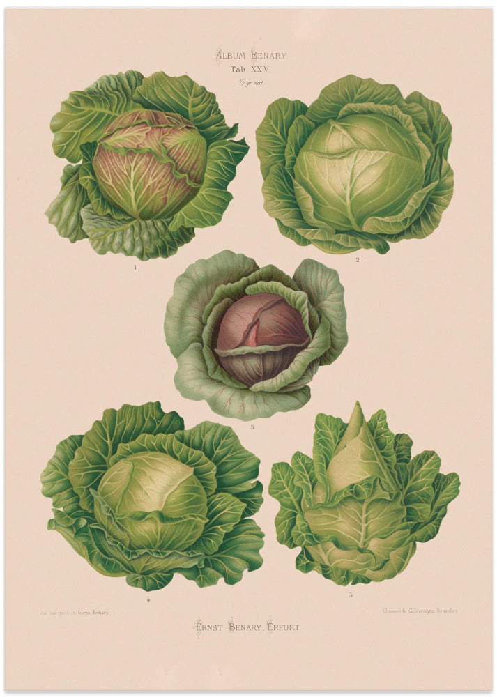 Cabbages From Album Benary (1876 1886) By Ernst Benary Copy