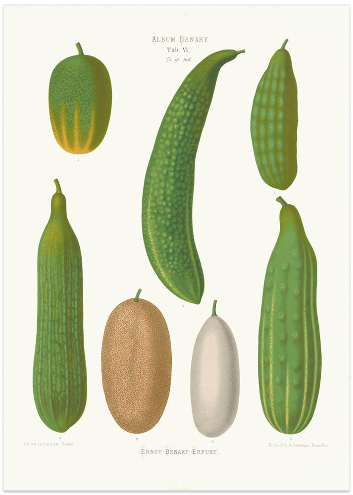 Cucumbers From Album Benary (1876 1886) By Ernst Benary