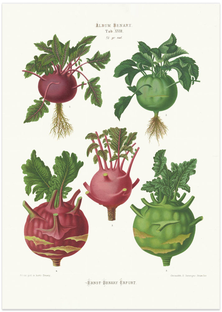 Kohl Rabi, or Turnip Rooted Cabbage From Album Benary (1876 1886) By Ernst Benary