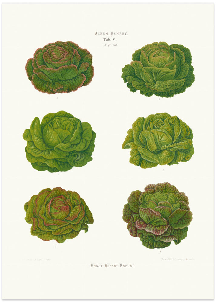 Lettuces – Cabbage Varieties From Album Benary (1876 1886) By Ernst Benary