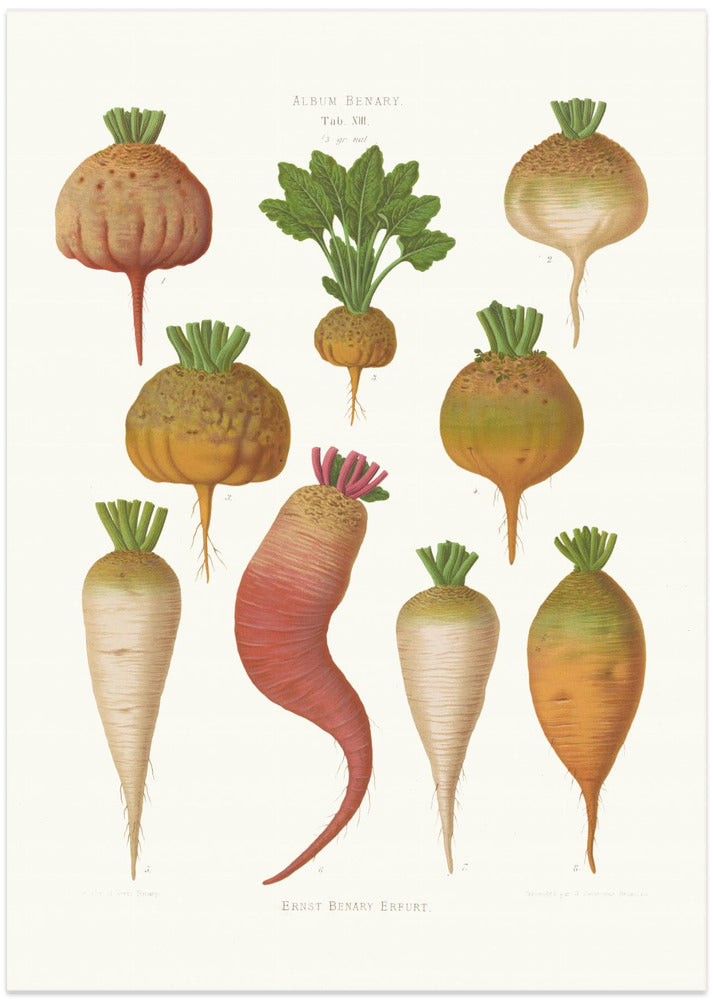 Mangel Wurzels. Sugar Beets From Album Benary (1876 1886) By Ernst Benary