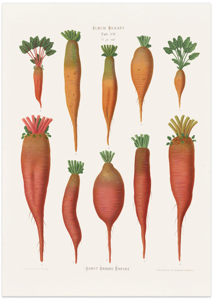 Mangold Wurzels From Album Benary (1876 1886) By Ernst Benary