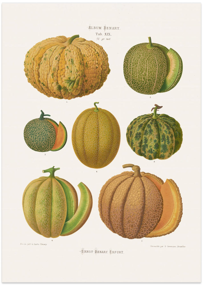 Melons From Album Benary (1876 1886) By Ernst Benary