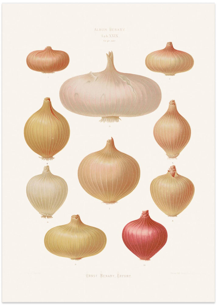 Onions From Album Benary (1876 1886) By Ernst Benary Copy