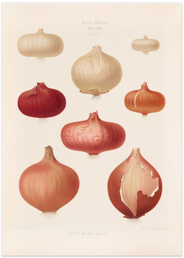 Onions From Album Benary (1876 1886) By Ernst Benary