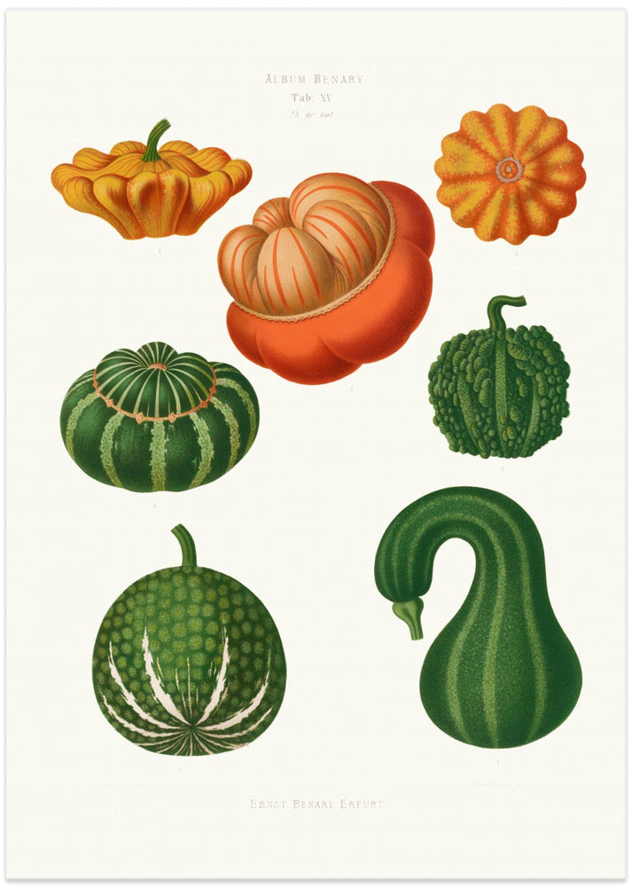 Ornamental Gourds From Album Benary (1876 1886) By Ernst Benary
