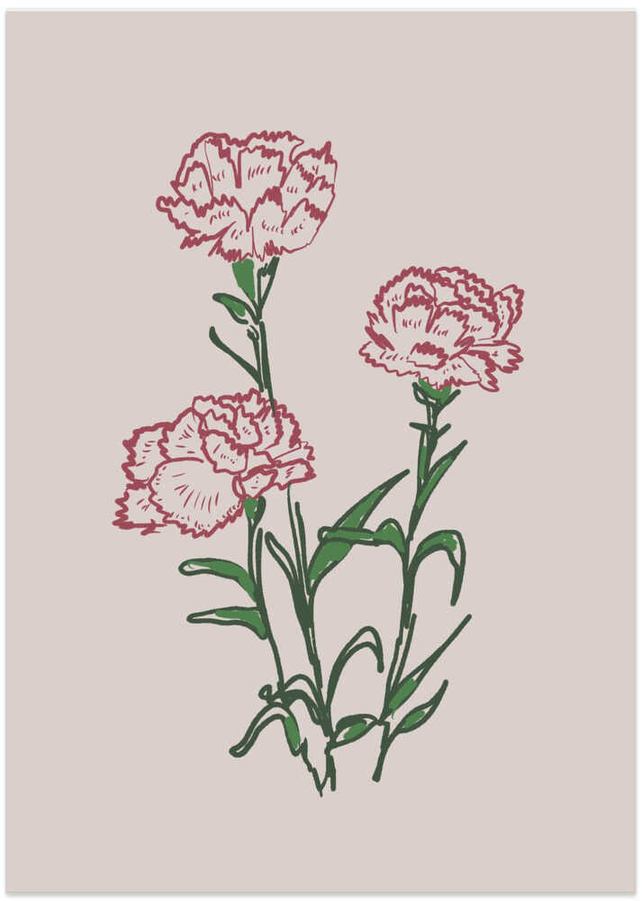 Pink Carnation Flowers