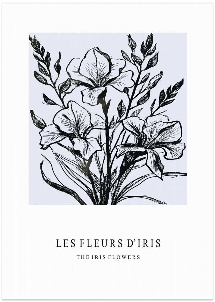 Iris Flowers In A Monochrome Illustration