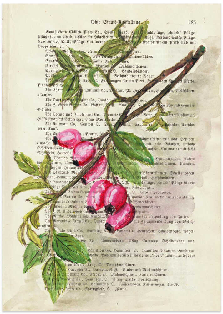 Branch with rosehip berries watercolor Nature study