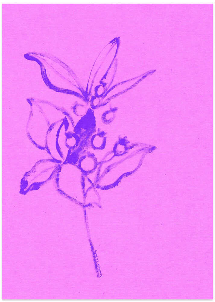 Violet Blossom Sketch