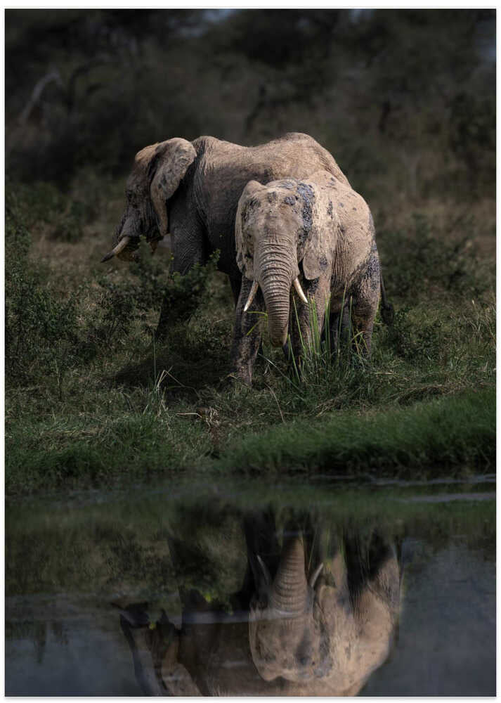 Elephant Mirror