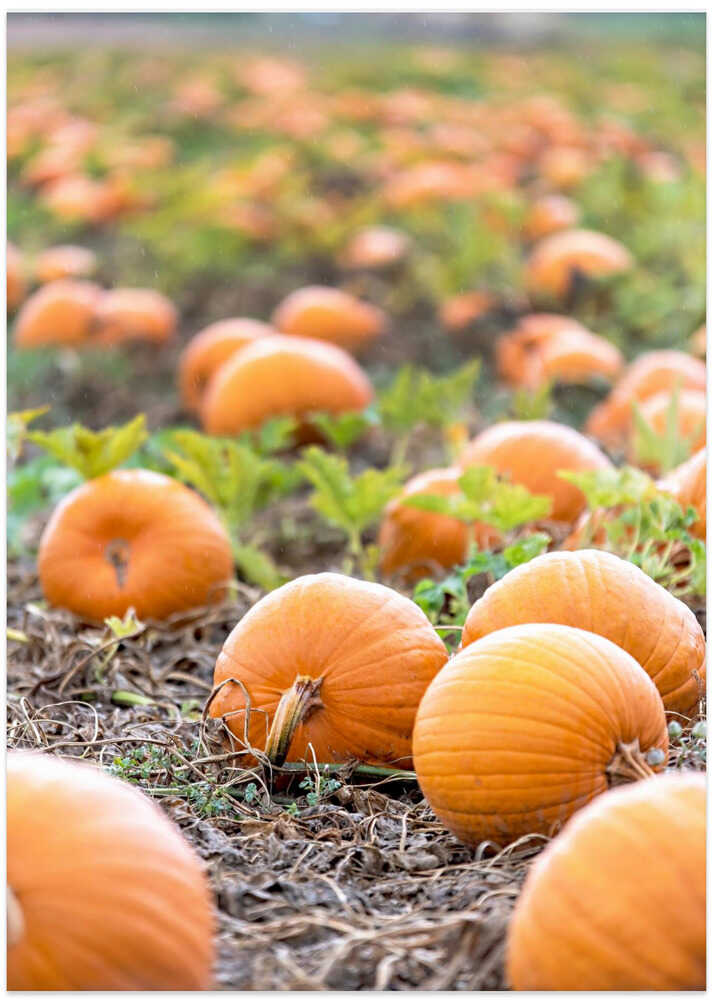 Pumpkin Patch