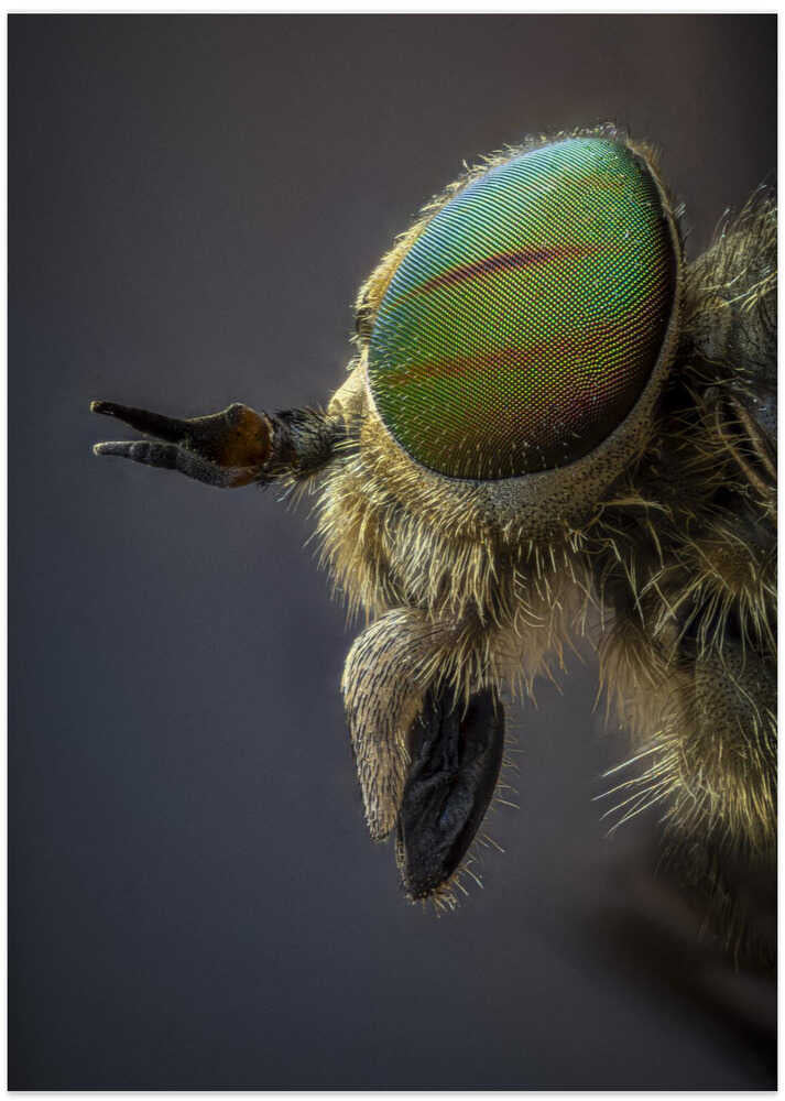 Tabanidae profile view