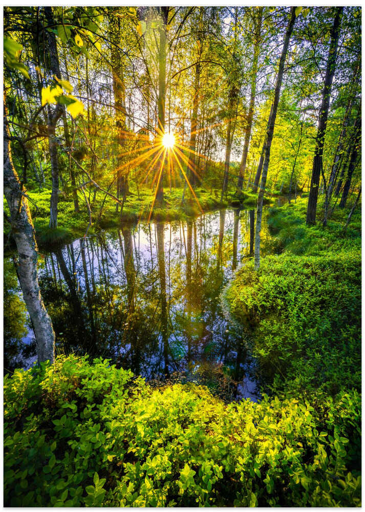 Beautiful stream in the lush forest