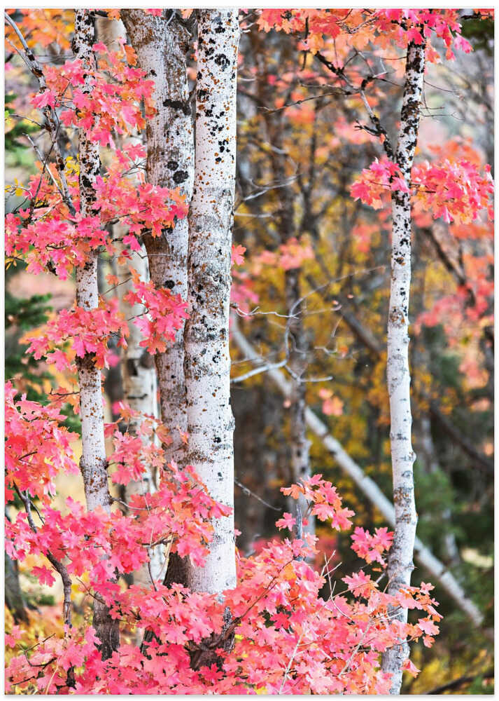 Autumn Aspen Trees