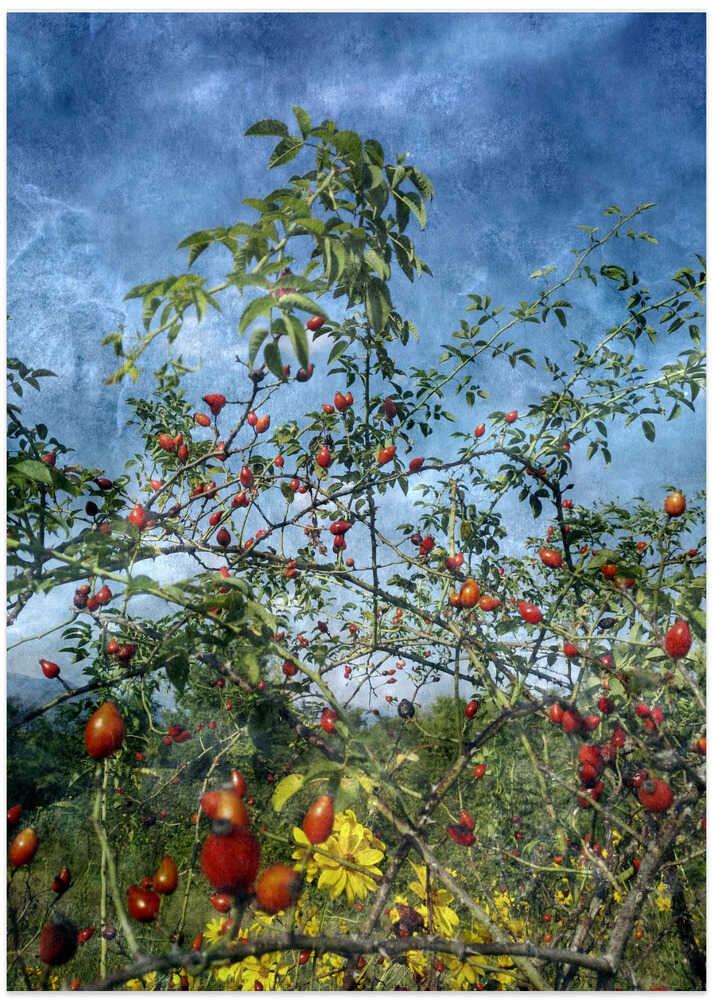 Wild In the Country (2)