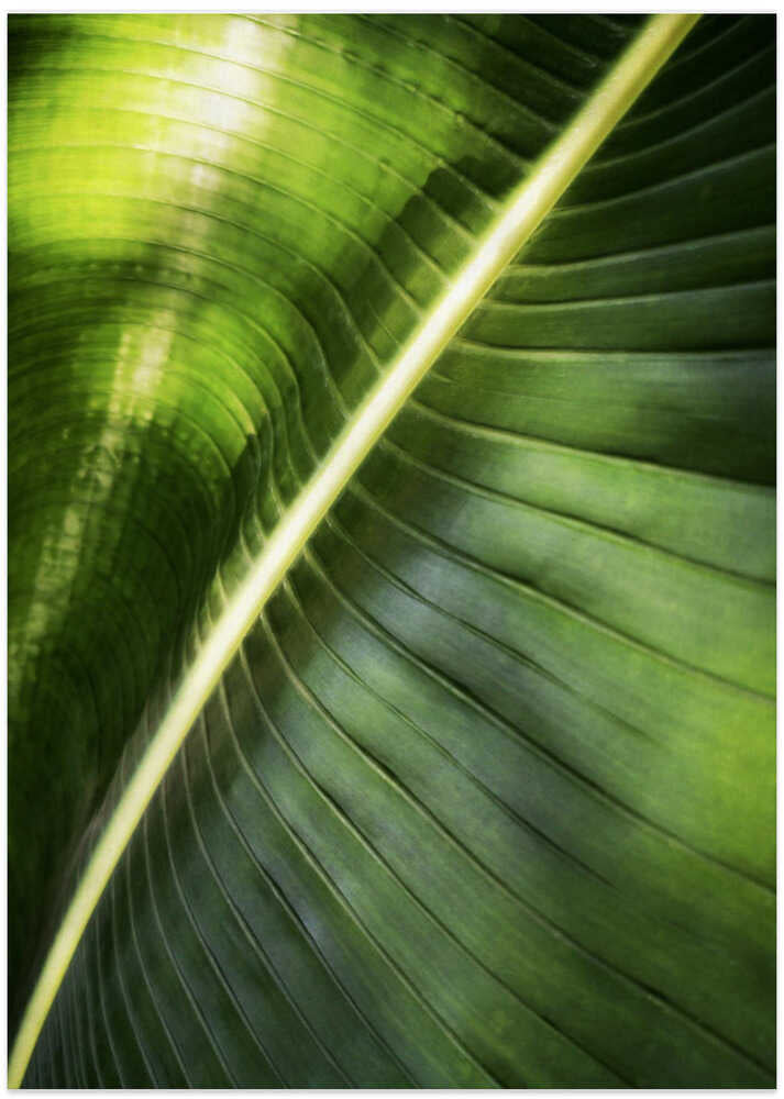 Giant Palm Leaf