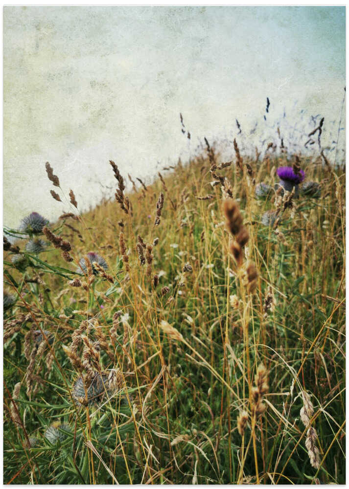 Mountain Wildflowers