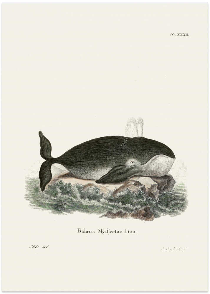 Bowhead Whale By Johann Christian Daniel Von Schreber.