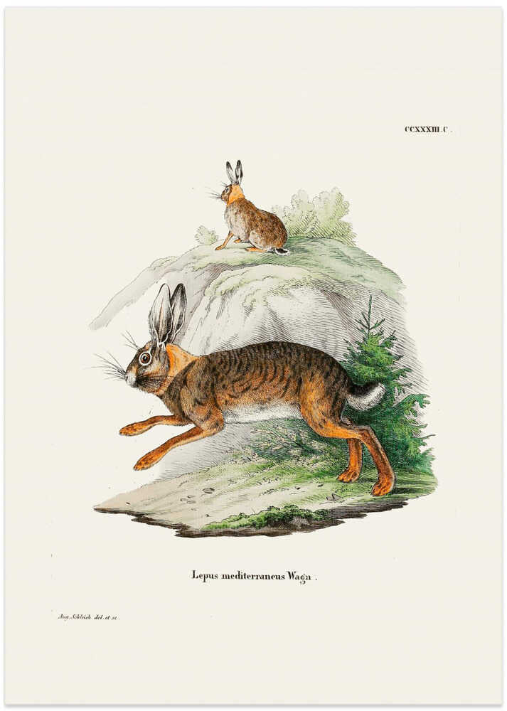 Cape Hare By Johann Christian Daniel Von Schreber.