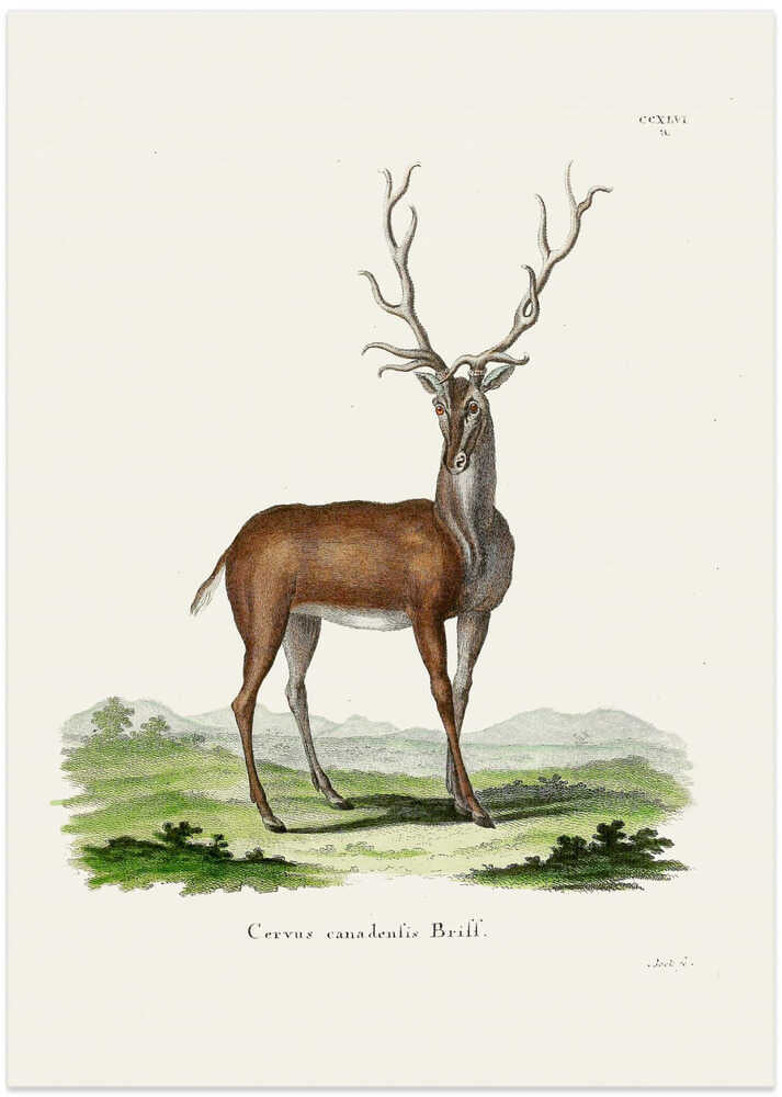 Elk By Johann Christian Daniel Von Schreber.