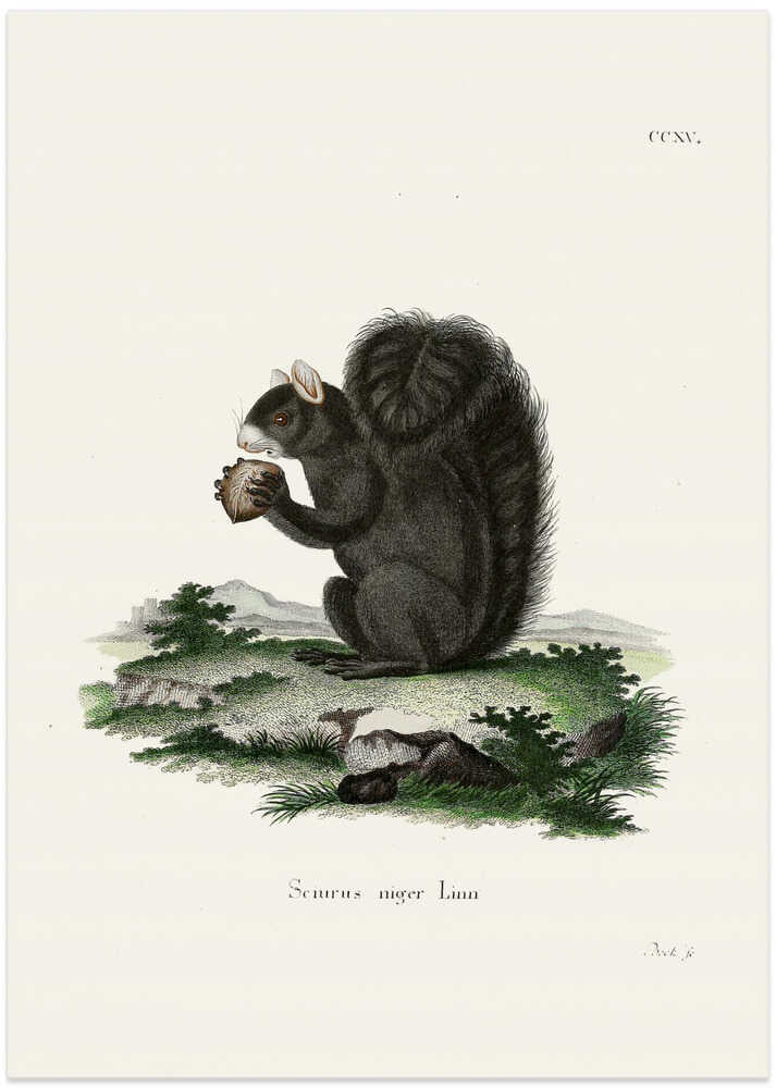 Fox Squirrel By Johann Christian Daniel Von Schreber.