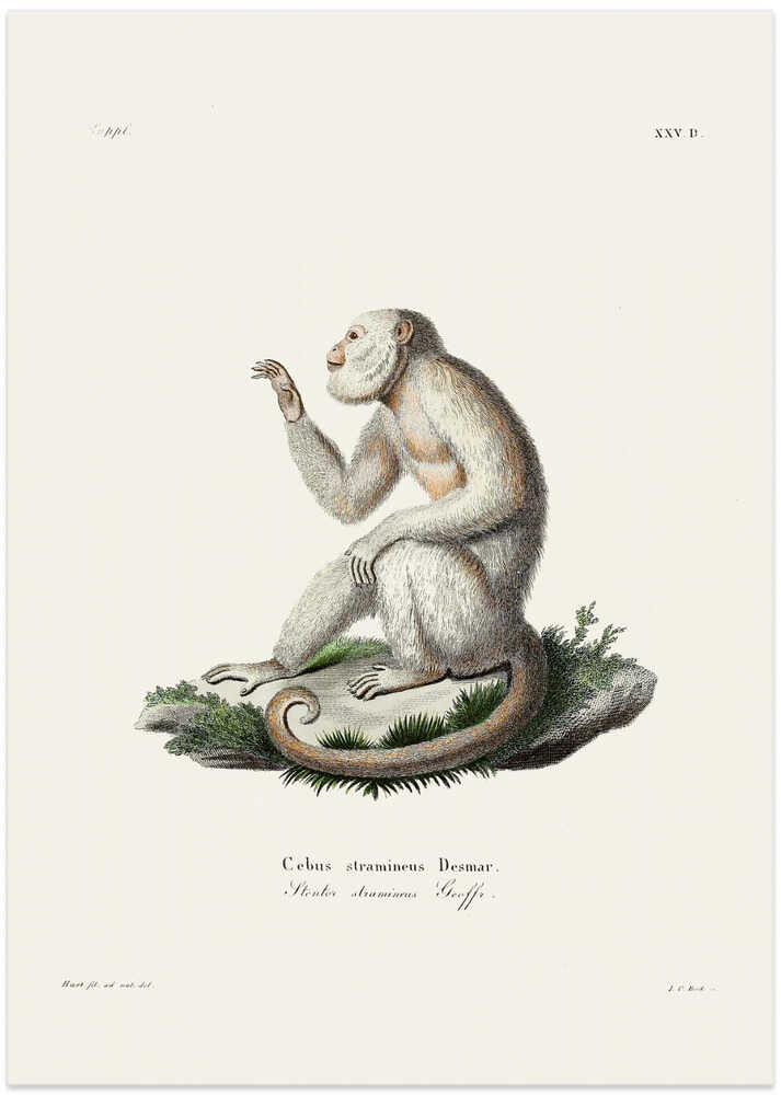 Gracile Capuchin Monkey By Johann Christian Daniel Von Schreber.