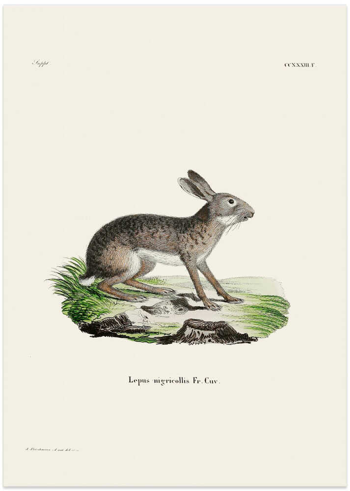 Indian Hare By Johann Christian Daniel Von Schreber.