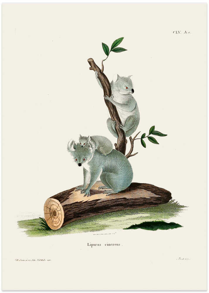 Koala By Johann Andreas Wagener