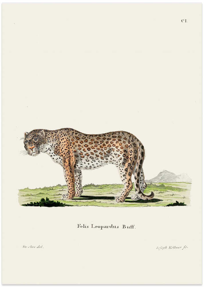 Leopard By Johann Andreas Wagener